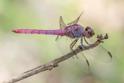 Orthemis ferruginea (Roseate Skimmer)-4.jpg